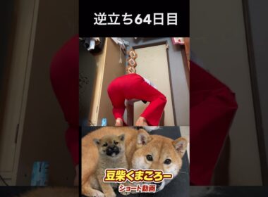 #飼い主逆立ち64日目#柴犬 　#くまころー　#ポイポイポー君三世　#犬好きと繋がりたい