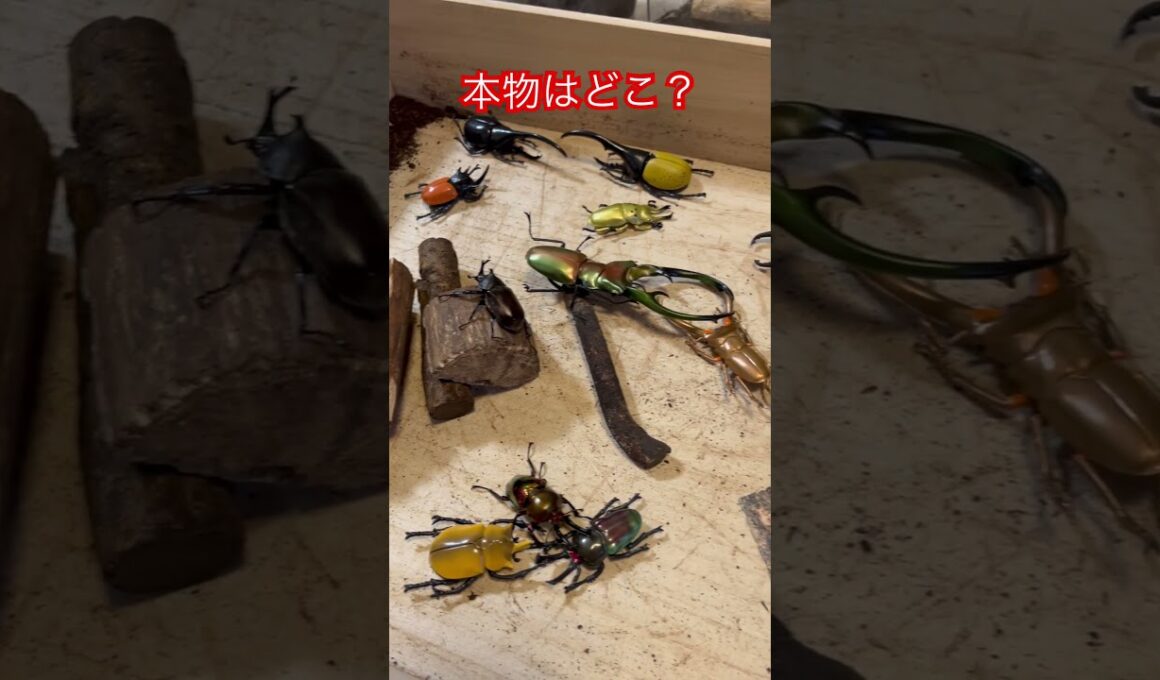 本物はどこ？ #かくれんぼ #クワガタ #カブトムシ