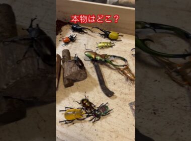 本物はどこ？ #かくれんぼ #クワガタ #カブトムシ