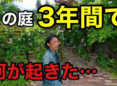 【おいっ嘘だろ】在庫処分品でできたとんでもない庭　　　　【園芸超人カーメン君】【梅木あゆみ庭】