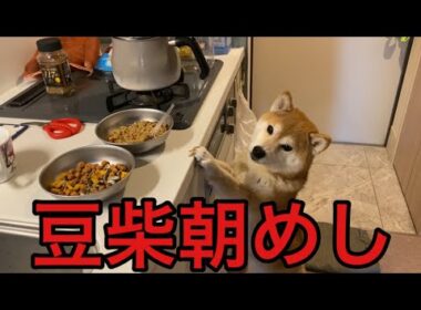 【柴犬飼い主56歳】ドカタと豆柴の朝メシ