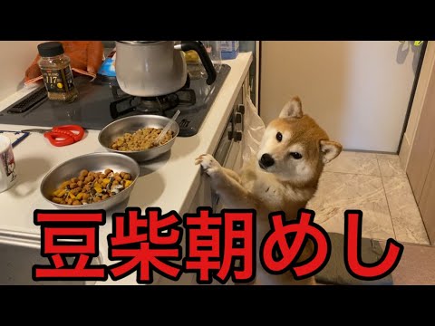 【柴犬飼い主56歳】ドカタと豆柴の朝メシ