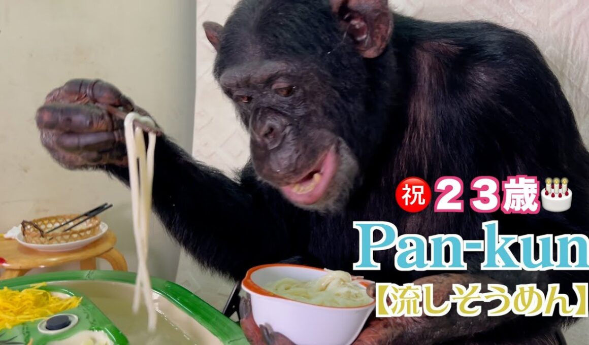 チンパンジーパンくんの天才ぶりにメンバー大興奮‼️流しそうめんChimpanzee Pan-kun's Nagashi Somen."flowing somen noodles"ふーちゃんハロウィン🎃