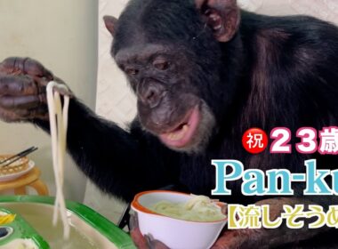チンパンジーパンくんの天才ぶりにメンバー大興奮‼️流しそうめんChimpanzee Pan-kun's Nagashi Somen."flowing somen noodles"ふーちゃんハロウィン🎃