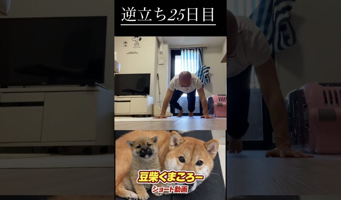 #柴犬 　#くまころー　#ポイポイポー君三世　#犬好きと繋がりたい