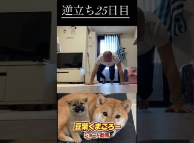 #柴犬 　#くまころー　#ポイポイポー君三世　#犬好きと繋がりたい