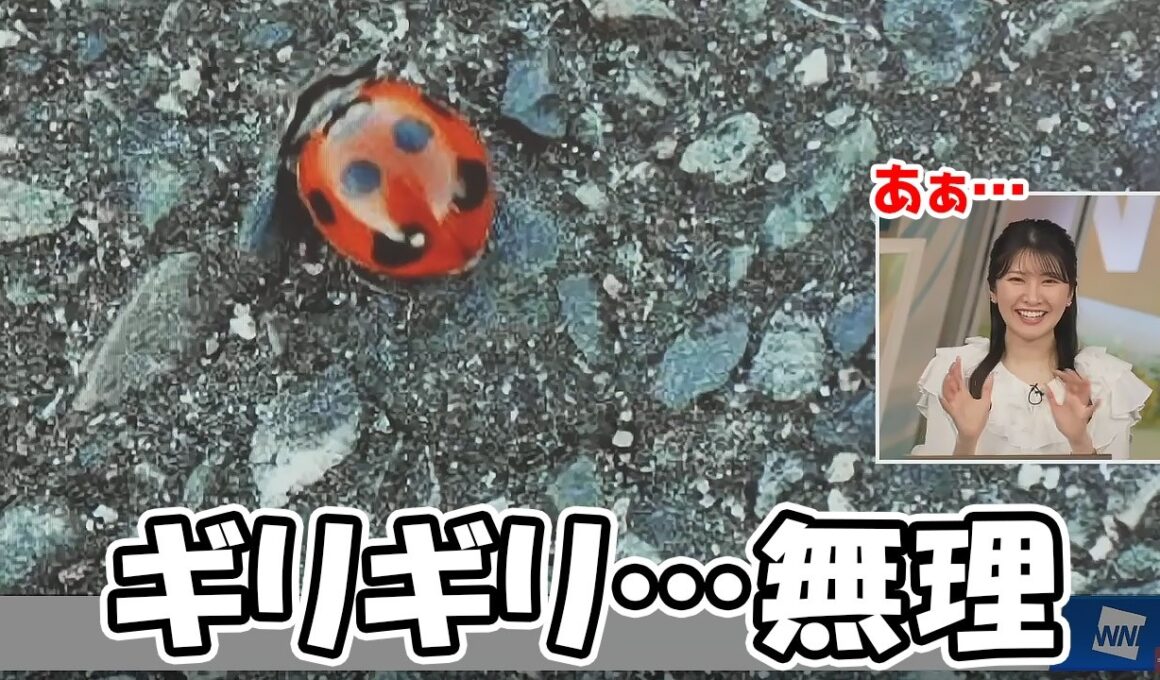 【駒木結衣】スタッフが気を使うほど虫が苦手なおゆいですがてんとう虫はギリギリ行けるような無理なような…