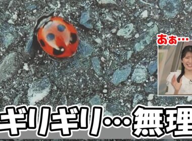 【駒木結衣】スタッフが気を使うほど虫が苦手なおゆいですがてんとう虫はギリギリ行けるような無理なような…