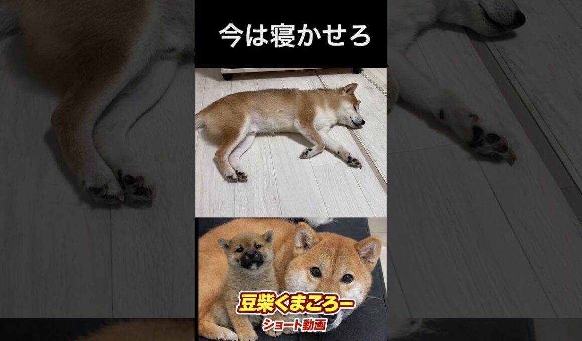#柴犬 　#くまころー　#ポイポイポー君三世　#犬好きと繋がりたい