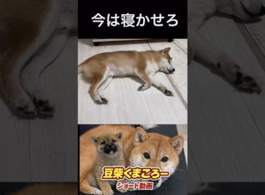 #柴犬 　#くまころー　#ポイポイポー君三世　#犬好きと繋がりたい