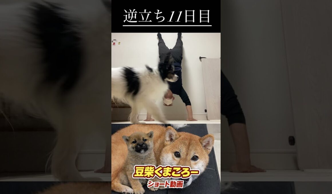 #柴犬 　#くまころー　#ポイポイポー君三世　#犬好きと繋がりたい