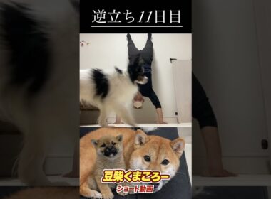 #柴犬 　#くまころー　#ポイポイポー君三世　#犬好きと繋がりたい