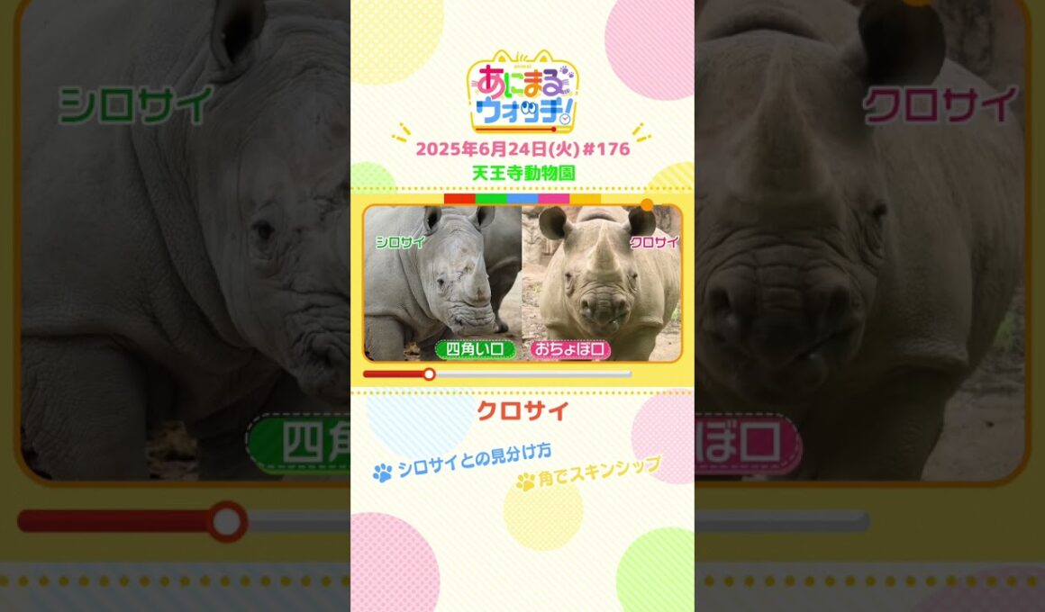 角でスキンシップ！「クロサイ」　大阪「天王寺動物園」　#shorts #読売テレビニュース #すまたん #あにまるウォッチ #動物