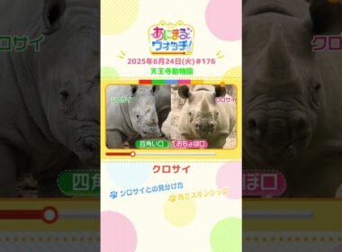 角でスキンシップ！「クロサイ」　大阪「天王寺動物園」　#shorts #読売テレビニュース #すまたん #あにまるウォッチ #動物