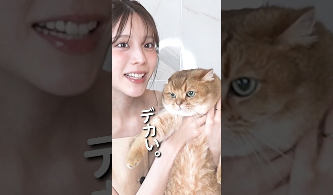 あすかさんち。でやって欲しいこと募集してみたで〜！ #貴島明日香 #モデル #質問コーナー