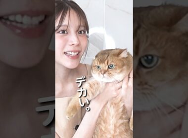 あすかさんち。でやって欲しいこと募集してみたで〜！ #貴島明日香 #モデル #質問コーナー