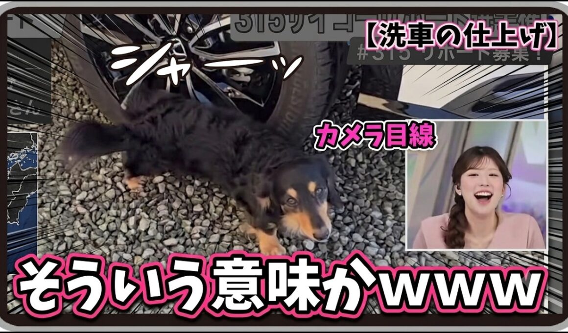 【小林李衣奈】『そういう意味かｗ』「カメラ目線で洗車の仕上げを手伝うダックスとミュシャになったりーちゃん」【ウェザーニュース】20260315