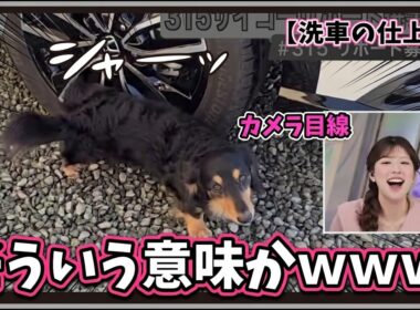 【小林李衣奈】『そういう意味かｗ』「カメラ目線で洗車の仕上げを手伝うダックスとミュシャになったりーちゃん」【ウェザーニュース】20260315