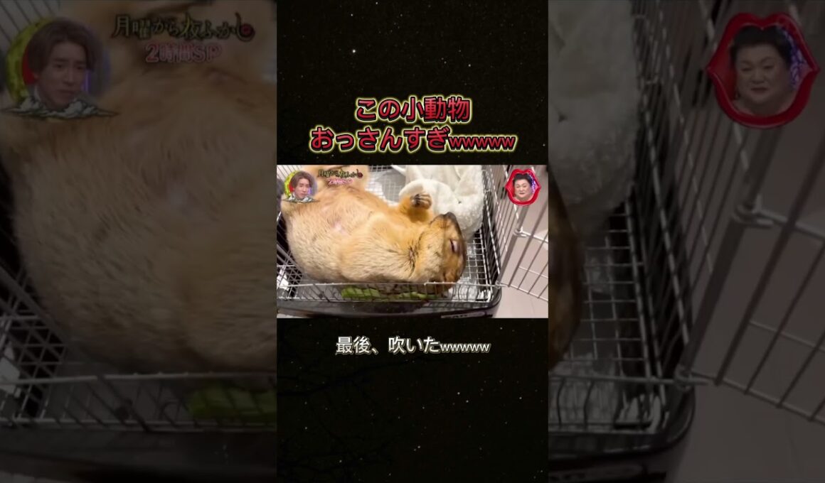 人間すぎるwwwww #お笑い #月曜から夜ふかし #月曜から夜更かし #バラエティ #面白い