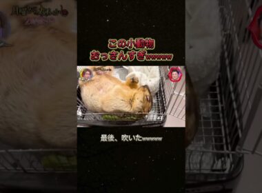 人間すぎるwwwww #お笑い #月曜から夜ふかし #月曜から夜更かし #バラエティ #面白い