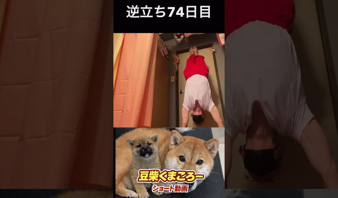 #豆柴飼い主逆立ち74日目#柴犬 　#くまころー　#ポイポイポー君三世　#犬好きと繋がりたい
