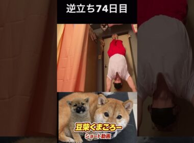 #豆柴飼い主逆立ち74日目#柴犬 　#くまころー　#ポイポイポー君三世　#犬好きと繋がりたい