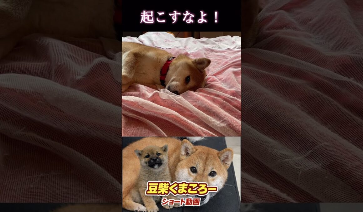 #柴犬 　#くまころー　#ポイポイポー君三世　#犬好きと繋がりたい