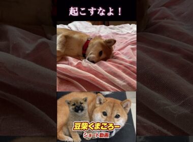 #柴犬 　#くまころー　#ポイポイポー君三世　#犬好きと繋がりたい