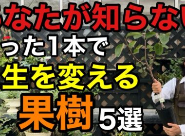 【庭でも鉢でも】1本で極上の実がなる果樹教えます　　　　【カーメン君】【園芸】【ガーデニング】【初心者】