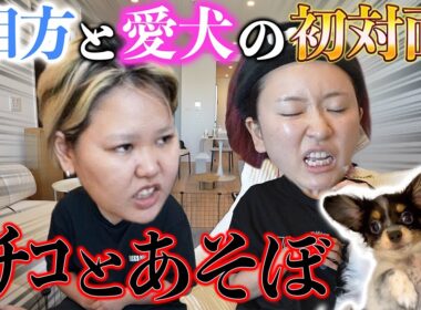 【初対面】急にワンちゃんに会わせたら先輩ママすぎてアッパレwww