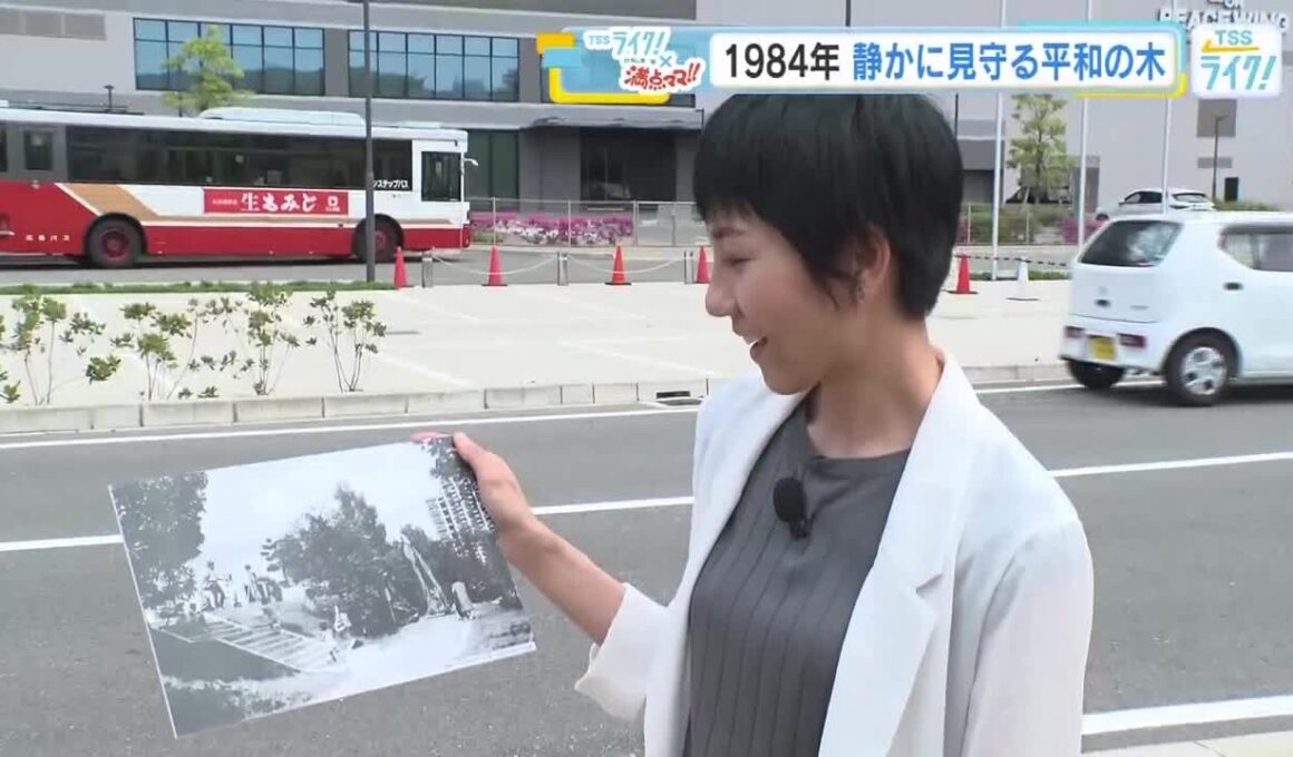 ４２年前のこの写真、どこで撮られた？　平和の大切さと命の尊さを伝え続ける被爆エノキとは　広島市中区 (2026/08/17 17:52)
