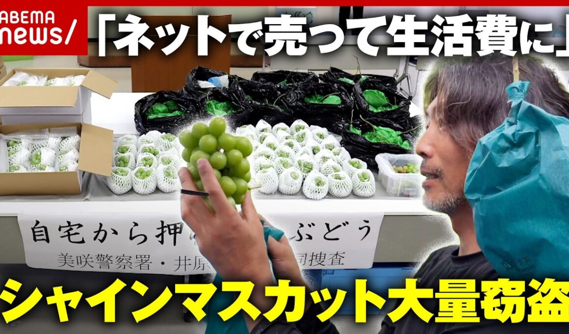 【大量窃盗】限界集落の生き残り策なのに…シャインマスカット「日本は盗まれない」前提が崩壊の現実｜ABEMA的ニュースショー
