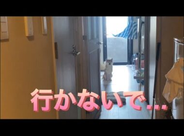 【孤独の56歳】行かないで…柴犬に引き止められる朝
