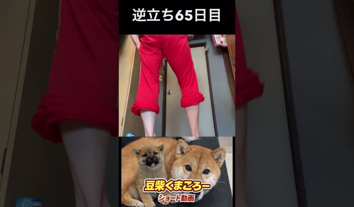 豆柴飼い主逆立ち65日目#柴犬 　#くまころー　#ポイポイポー君三世　#犬好きと繋がりたい