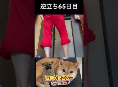 豆柴飼い主逆立ち65日目#柴犬 　#くまころー　#ポイポイポー君三世　#犬好きと繋がりたい