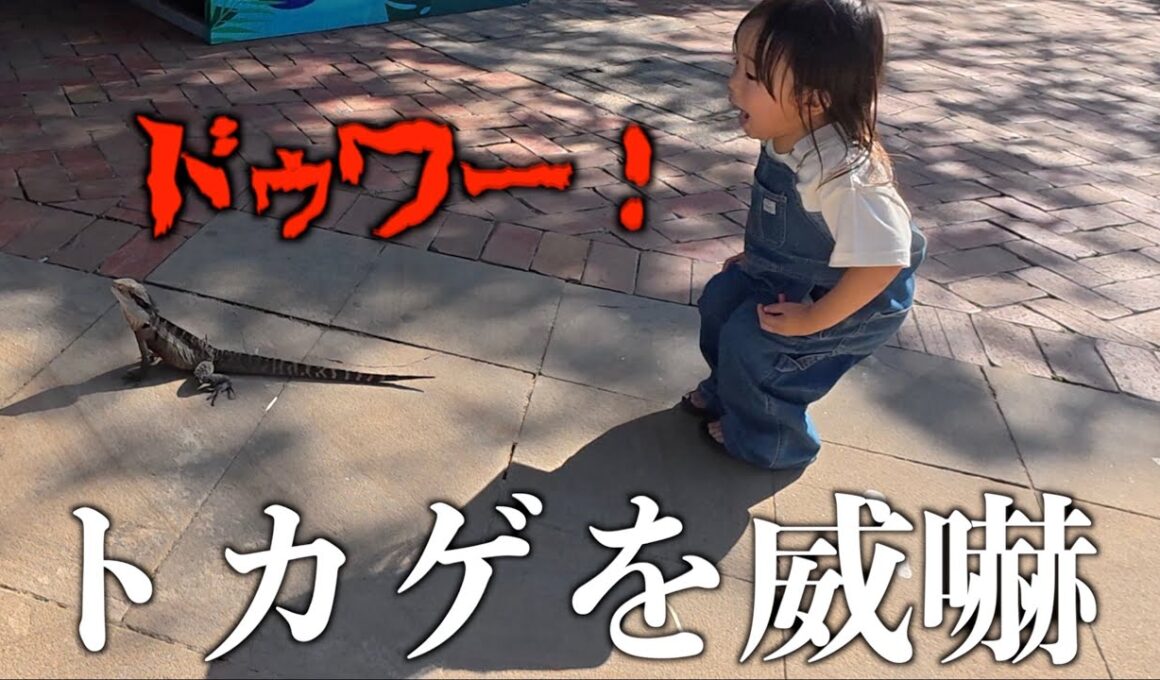 【森ケの日常】オーストラリアの動物園で興奮しまくる子供たち
