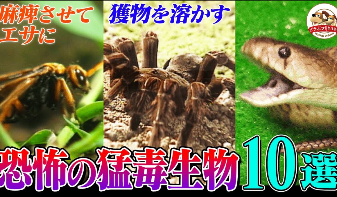 【超危険】体を溶かす巨大グモ、毒槍を放つ貝、そして最恐グンタイアリ！取材班が撮影した世界の猛毒生物10選【どうぶつ奇想天外／WAKUWAKU】