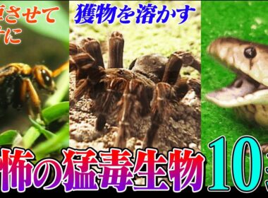 【超危険】体を溶かす巨大グモ、毒槍を放つ貝、そして最恐グンタイアリ！取材班が撮影した世界の猛毒生物10選【どうぶつ奇想天外／WAKUWAKU】