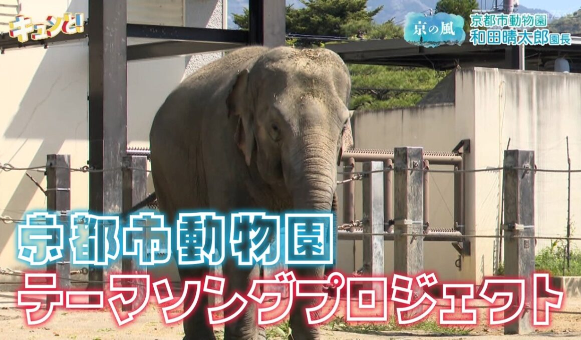【京都市動物園】和田園長に聞く！テーマソングプロジェクト／きょうと経済テラス キュンと！