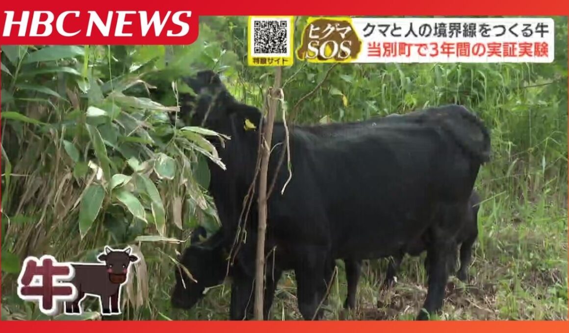 クマと人の境界線をつくる牛　生活域への出没「里山の減少」が原因…雑草生い茂る土地にアンガス牛4頭を放牧し牛の力で“緩衝帯”を　3年間実証実験　当別町