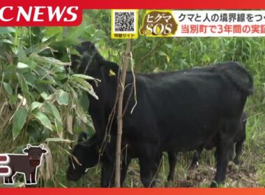 クマと人の境界線をつくる牛　生活域への出没「里山の減少」が原因…雑草生い茂る土地にアンガス牛4頭を放牧し牛の力で“緩衝帯”を　3年間実証実験　当別町