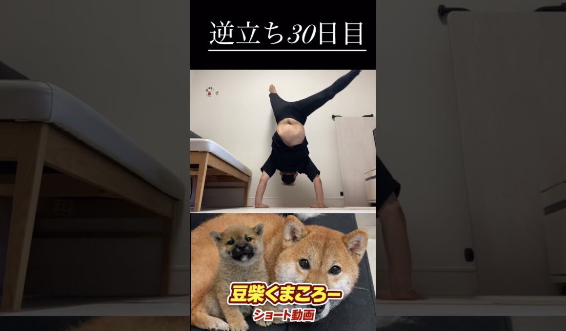 #柴犬 　#くまころー　#ポイポイポー君三世　#犬好きと繋がりたい