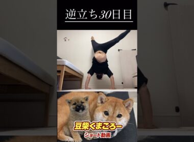 #柴犬 　#くまころー　#ポイポイポー君三世　#犬好きと繋がりたい