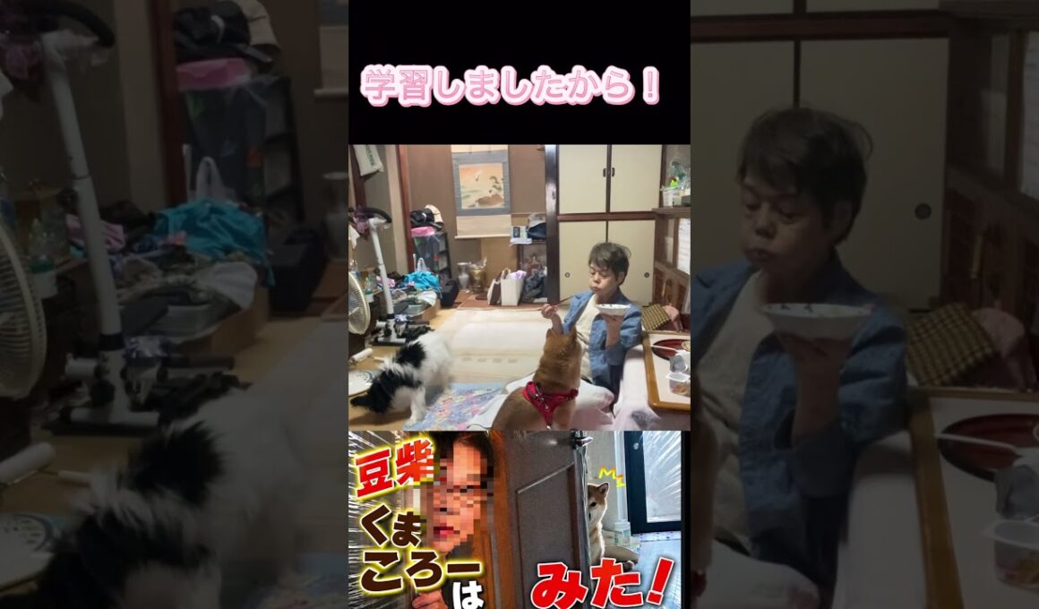 #くまころー飼い主#柴犬 #一日一驚