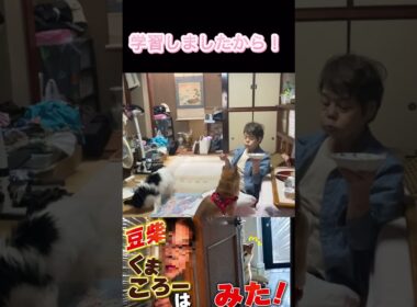 #くまころー飼い主#柴犬 #一日一驚
