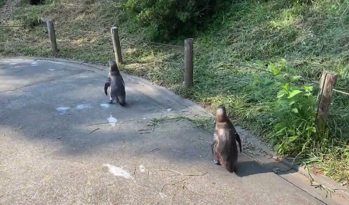 【孤独のカレー56歳】