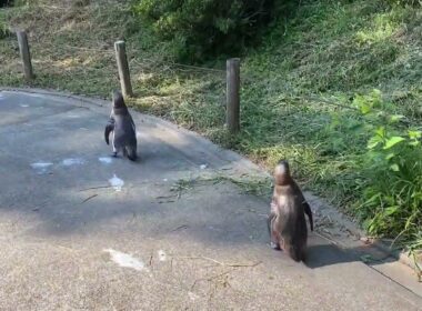 【孤独のカレー56歳】