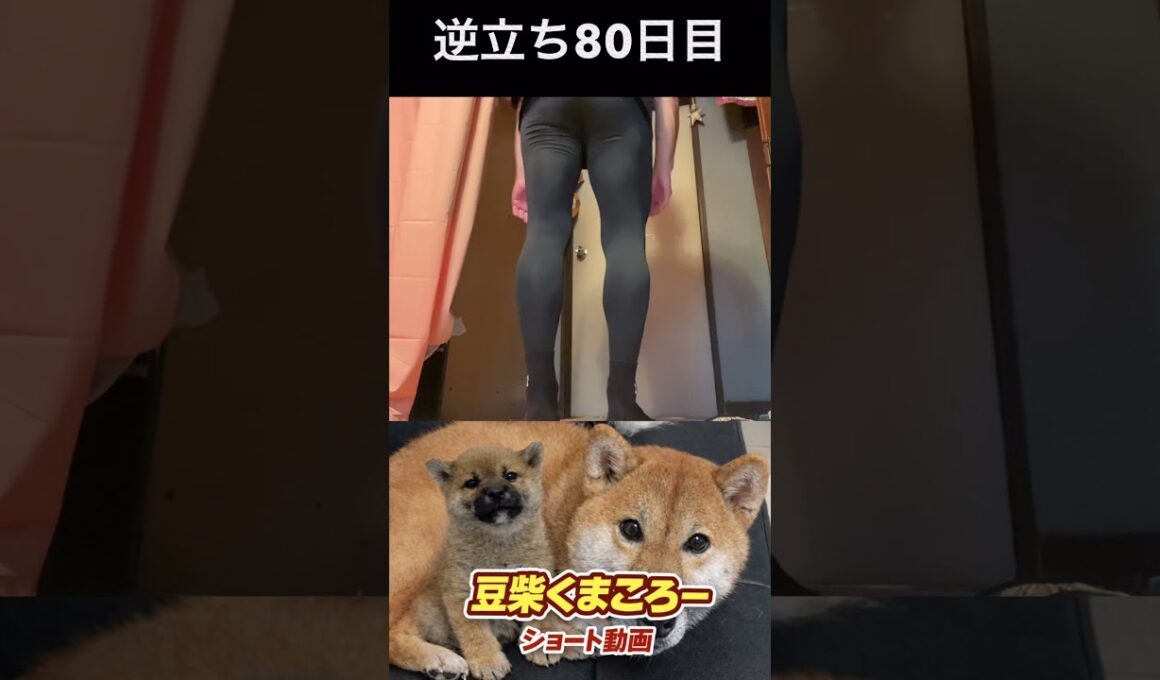 #豆柴飼い#逆立ち80日目#柴犬 　#くまころー　#ポイポイポー君三世　#犬好きと繋がりたい