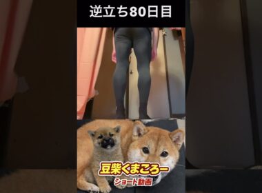 #豆柴飼い#逆立ち80日目#柴犬 　#くまころー　#ポイポイポー君三世　#犬好きと繋がりたい