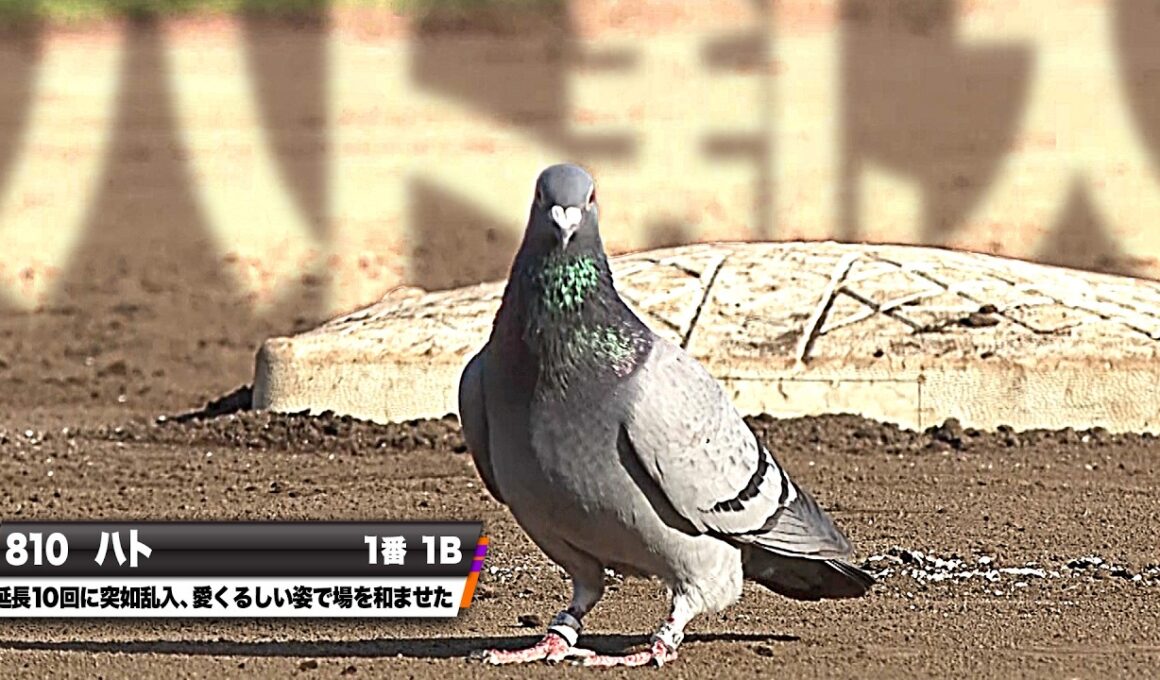 【白昼堂々の乱入劇】ハト(一)『延長10回…愛くるしい姿で球場全体を和ませる🐦』